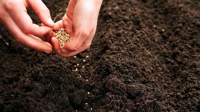 Как сажать кинзу семенами в открытом грунте смотреть онлайн