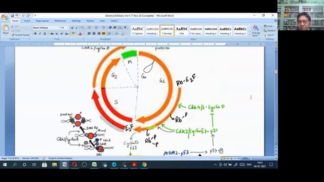 Cell Cycle смотреть онлайн