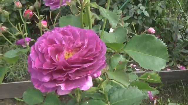 Какие же розы цветут 30 сентября 2021г.в моем саду.В гостях,любуемся бегониями.Подмосковье. смотреть онлайн