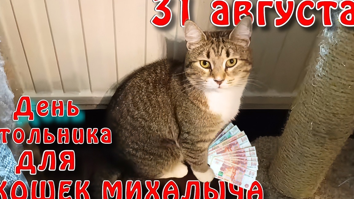 31 августа День Стольника для КОШЕК МИХАЛЫЧА. смотреть онлайн