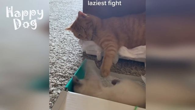 Funny Animals Videos ? - Funniest Cats and Dogs ?? 118 смотреть онлайн