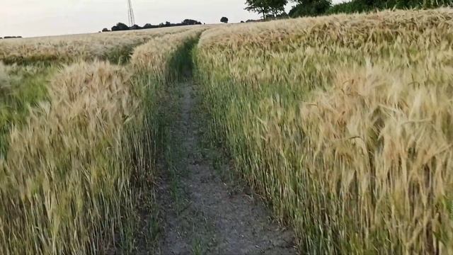 Ржаное поле . Прогулки босиком. смотреть онлайн