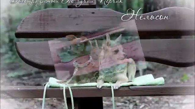 Нельсон и Неотразимый Жгучий Перчик Наша прогулка (Июнь 2014 год) смотреть онлайн