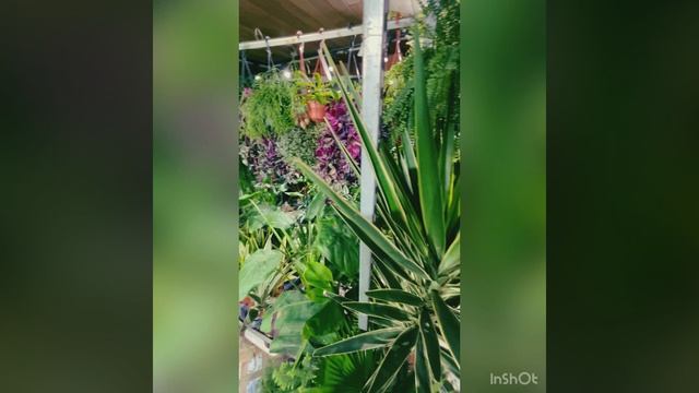 Оранжерея смотреть онлайн