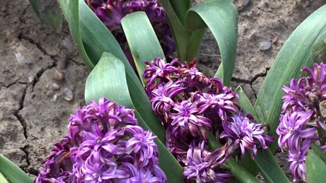 Hyacinthus orientalis ´Red Diamond´ смотреть онлайн