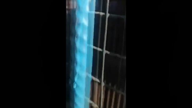 Медведица Маша в Сафоново