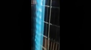 Медведица Маша в Сафоново