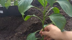 КАК САЖАТЬ ПЕРЕЦ. ЛУЧШИЙ способ