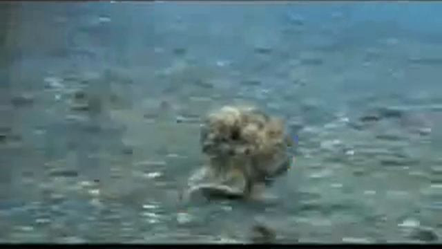 Fuck animals смотреть онлайн