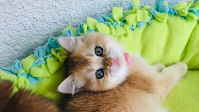 ???КОТЯТА ЗОЛОТОЙ КОШКИ???УСТИНЬИ??☀️ЗОЛОТАЯ ШИНШИЛЛА смотреть онлайн