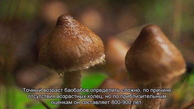 Священные баобабы Мадагаскара смотреть онлайн