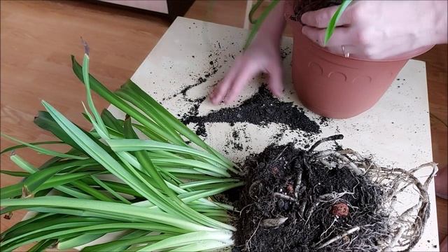 ЦВЕТЫ ДЛЯ ПОДЪЕЗДА смотреть онлайн