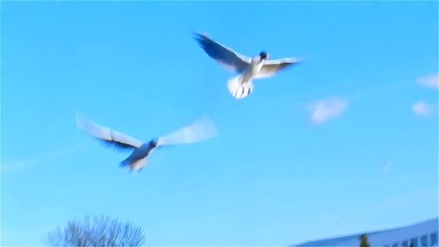 Футаж Птицы Летают. Красивые Белые Птицы Летают. Чайки Ловят Еду на Лету. Футажи для видеомонтажа смотреть онлайн