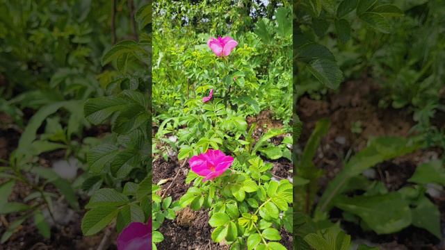 Бутовский лес. Цветет шиповник. Июнь 2024г.mp4 смотреть онлайн