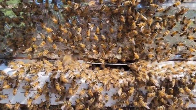 Monster Swarm 5 20 22. Close up and crazy bees everywhere смотреть онлайн