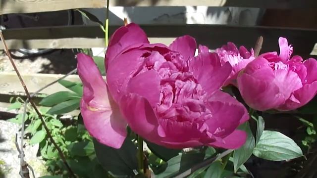 Paeonia lactiflora 'Eden's Perfume' & 'Glory Hallelujah' смотреть онлайн
