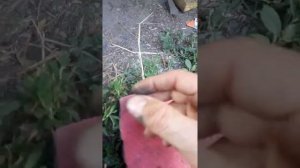 Сузуки витара эскудо задний барабан тормозной колодки регулятор