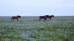 Дикие мустанги