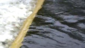 Толстолобик. Ловля толстолоба на Рефтинском водохранилище
