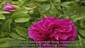 Роза морщинистая Ханса