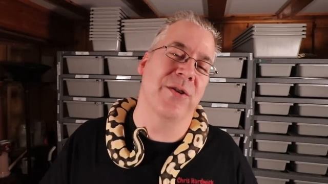 The five best ball python morphs! смотреть онлайн