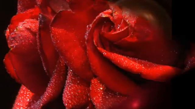 Алая роза смотреть онлайн