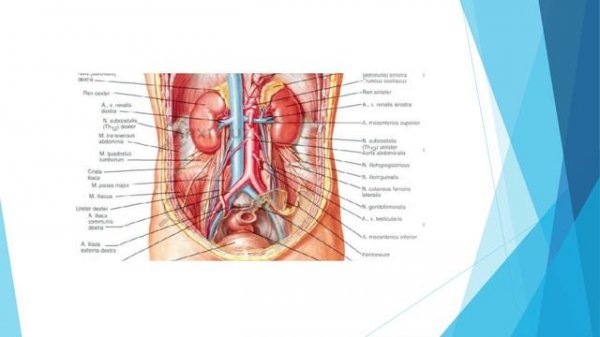 Andipal (Андипал) Haqida Ma'lumot