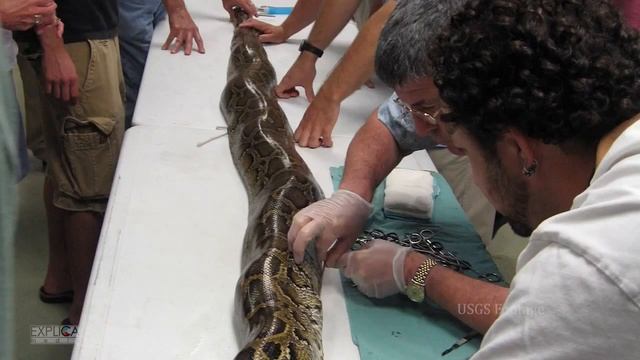 The Python Invasion Project: Front Line Scientist смотреть онлайн