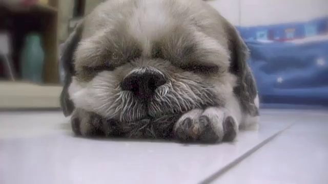 Le chiot qui s'endort смотреть онлайн