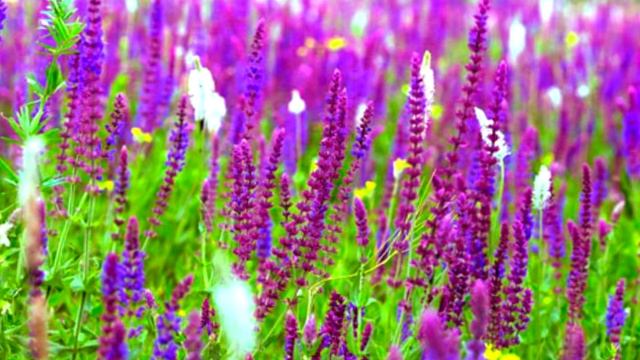 ТРАВЫ - Шалфей и чай из шалфея