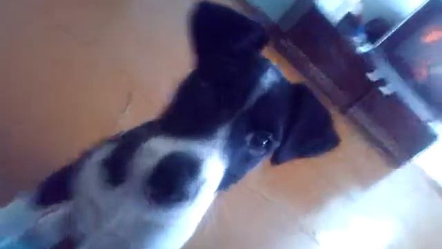 Смешной щенок) смотреть онлайн