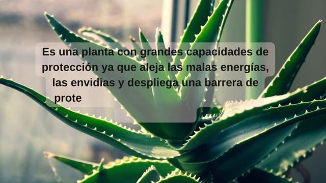 🔴SUCULENTAS ATRAE LA BUENA SUERTE Y EL DINERO A CASA según el #fengshui #ConexionMay смотреть онлайн