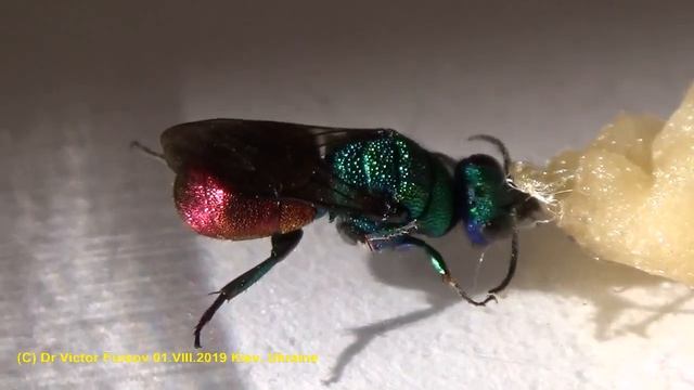 Чудо Осы Блестянки (Chrysididae) в Киеве. Кто Это Такие? смотреть онлайн