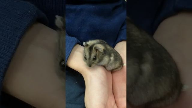Мой джунгарикий хомяк идёт на руки смотреть онлайн