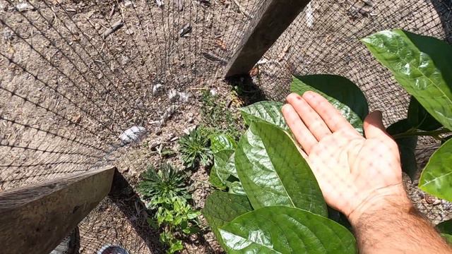 Хурма / Результат 3-х річного вирощування смотреть онлайн