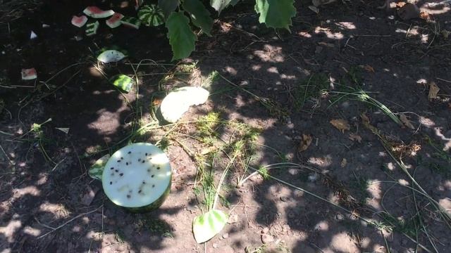 Чернослив поспел/Сушка под солнышком/Белый арбуз/