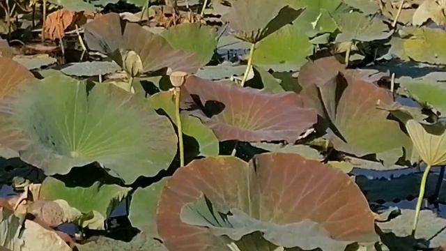 Поездка к лотосам. 🤗👍 смотреть онлайн