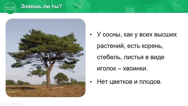 4 класс. Естествознание. 1 урок. Что такое низшие и высшие растения? смотреть онлайн