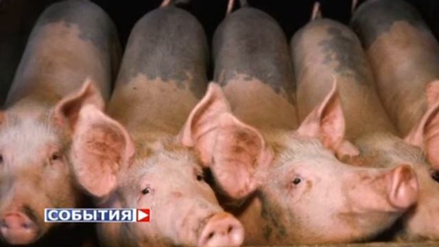 Приставы наложили арест на свиней смотреть онлайн