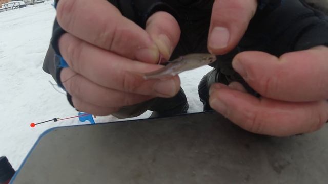 На какие наживки поймать форель на платном водоёме.Какую технику ловли выбрать. смотреть онлайн