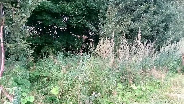 Коп металлолома, металлокоп 15.08.20 смотреть онлайн