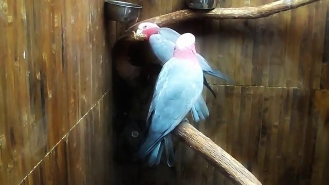 Разноцветный попугай какаду, ара макао, жако,тукан. cockatoos, macaws, African Greys, toucan. смотреть онлайн