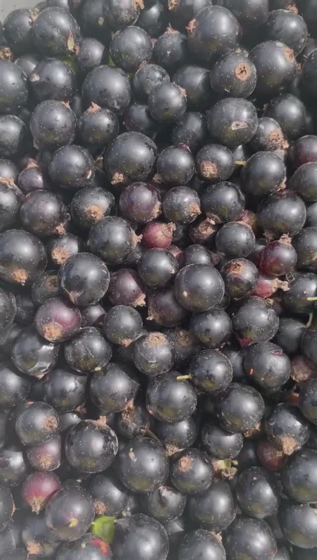 Смородиновое варенье смотреть онлайн