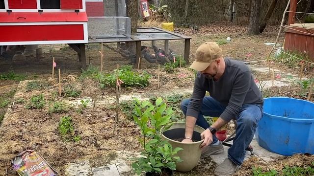 How To Plant & Grow Meyer Lemons In Pots!