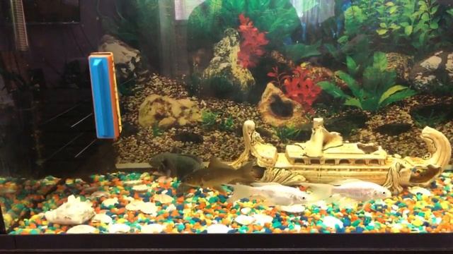 Аквариумный Аксолотль? смотреть онлайн