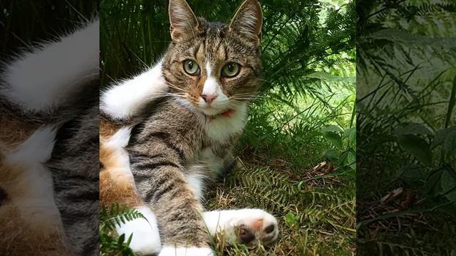 WOW! The Biggest Myth About Cats Exposed смотреть онлайн