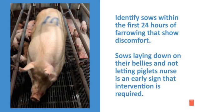 3 Sow Care Focus Areas During Farrowing | Pig Improvement Company (PIC) смотреть онлайн