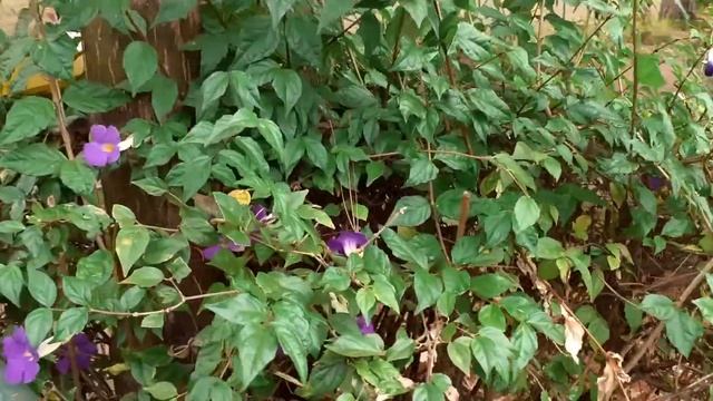 Thunbergia grandiflora/
como fazer mudas de thunbergia
#thunbergiagrandiflora #TEIXEIRASGARDEN смотреть онлайн