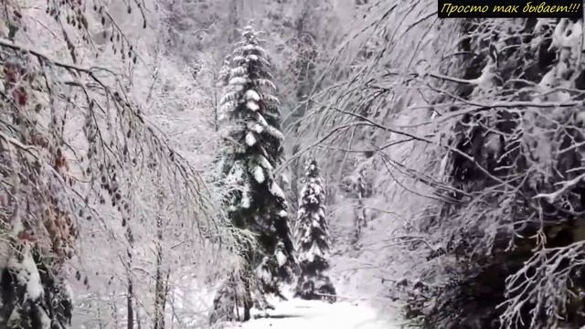 Сбежавшую корову нашли через год в глухом лесу с необычными друзьями! Посмотри кто это был! смотреть онлайн