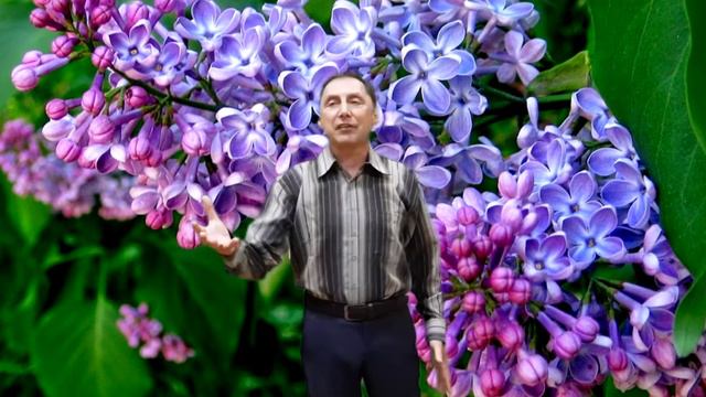 Вергелес песня "Сирень" смотреть онлайн